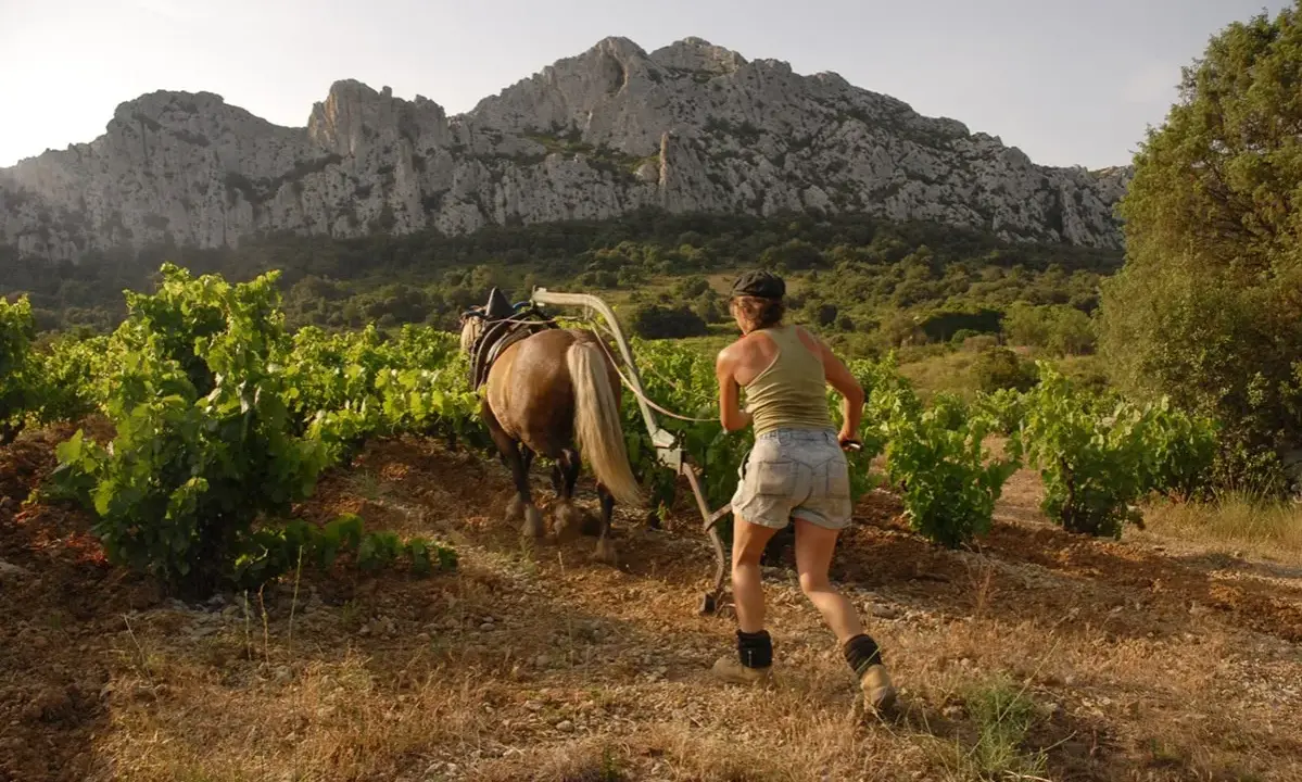 Une femme labourant un vignoble avec un cheval, sous un ciel clair et des montagnes rocheuses.