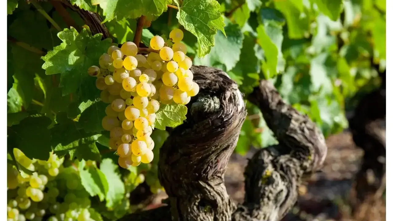 Grappes de raisins blancs mûrs sur une vigne ancienne, promesse d'un champagne grand cru d'exception.