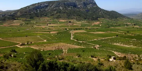 Vastes vignobles en terrasses au pied d'une montagne rocheuse sous un ciel bleu.