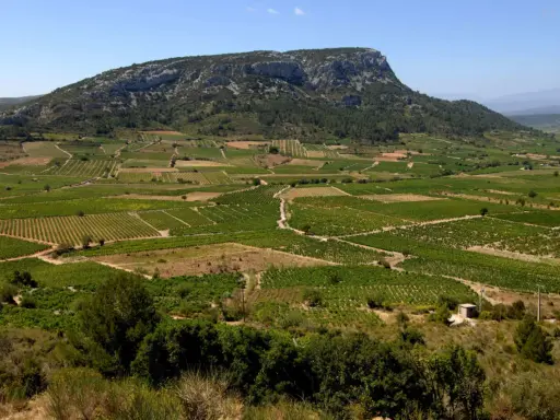 Vastes vignobles en terrasses au pied d'une montagne rocheuse sous un ciel bleu.