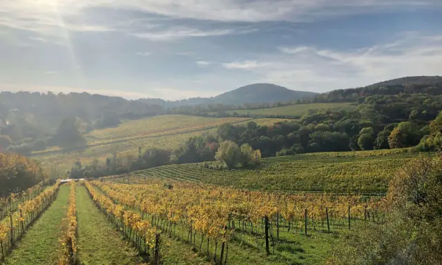 Vignoble doré sous un ciel nuageux, paysage vallonné aux couleurs d'automne. On dirait la petite Sibérie, mais avec du vin.