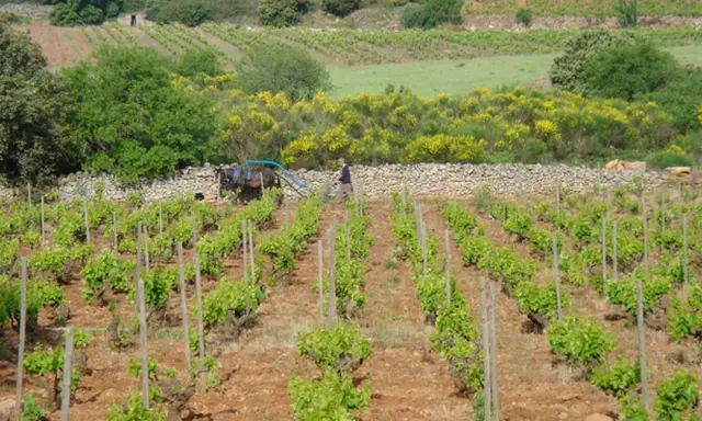 Vignoble en terrasses avec un homme et un cheval labourant, parsemé de genêts en fleurs.